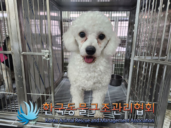 종료(입양) 푸들의…
